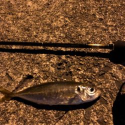 ナイトアジーんぐ