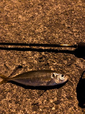 ナイトアジーんぐ