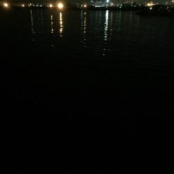 アジングで良型アジ！