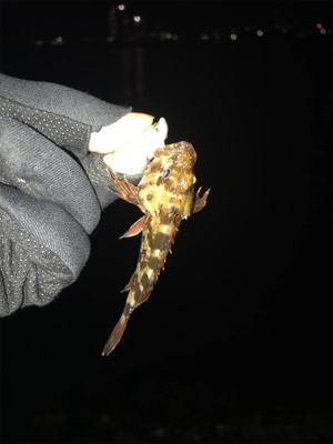 久しぶりに持ち帰りサイズのガシラGET (^.^)