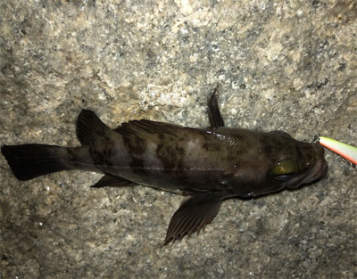 日課的浅場ライトゲーム