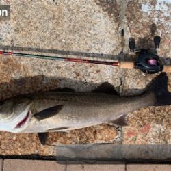 神戸港と帆船でっかシーバス