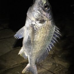 3投目のフォールでヒット。