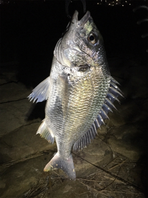 3投目のフォールでヒット。