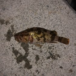 タモで∑(ﾟДﾟ)