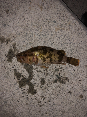 タモで∑(ﾟДﾟ)