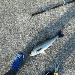 イワシがいっぱい