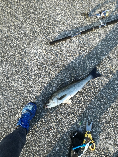 イワシがいっぱい