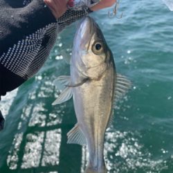 やっとホームでサゴシ♫と先日の淡路アブラメ