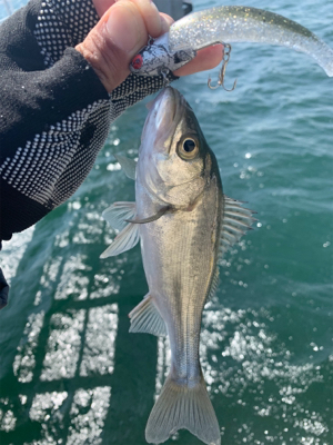 やっとホームでサゴシ♫と先日の淡路アブラメ