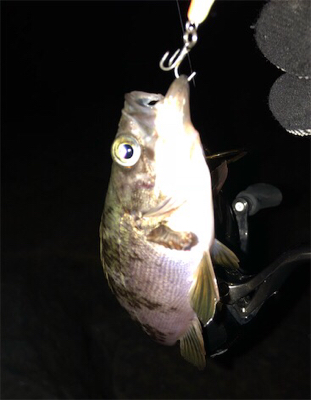 メバルプラッキング