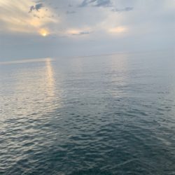 アオリイカ釣果！