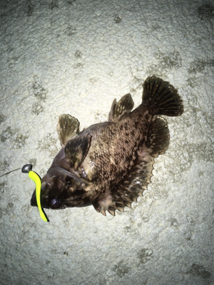 新規開拓のフィッシュ！！