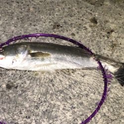 まさかのシーバス