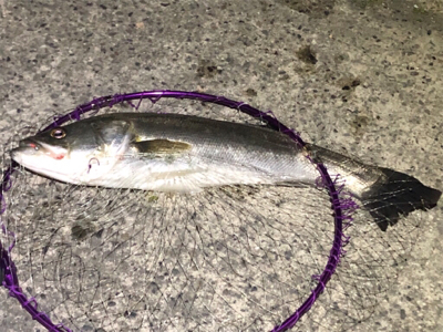 まさかのシーバス