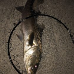 人生初のビッグシーバス！