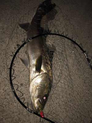 人生初のビッグシーバス！