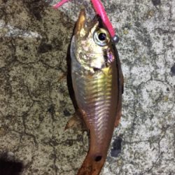 アジング第二弾