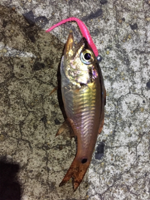 アジング第二弾