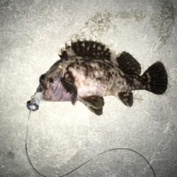 初めてカニ釣りました！