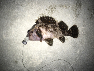 初めてカニ釣りました！