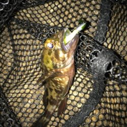 チビガシラのみσ(^_^;)