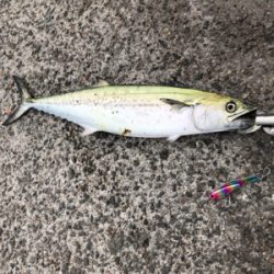 活性高い！満足！