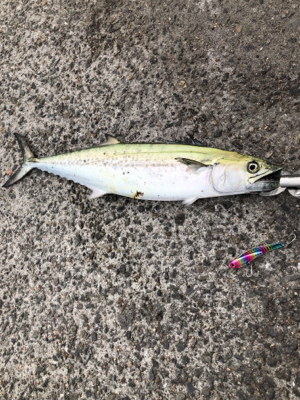 活性高い！満足！