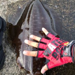 初春アオリで自己ベスト!(^◇^)