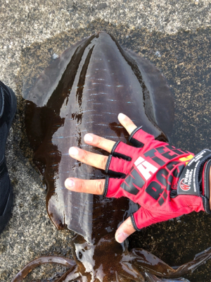 初春アオリで自己ベスト!(^◇^)