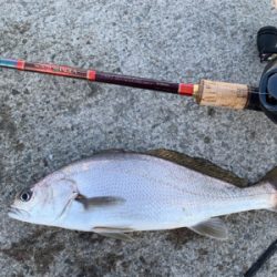 初キビレで三魚種達成♫&こつぶ楽チン♫