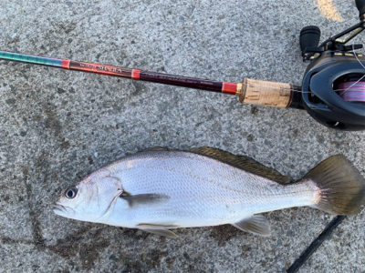 初キビレで三魚種達成♫&こつぶ楽チン♫