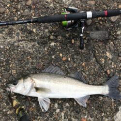 嬉しいイワシパターン♪