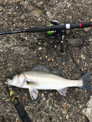 嬉しいイワシパターン♪