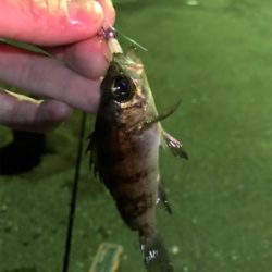 初大三島釣行①