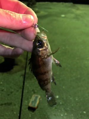 初大三島釣行①