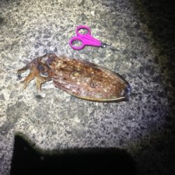 アオリちゃんに出会えた