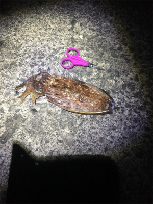 アオリちゃんに出会えた