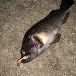 懲りずにまたまたライトロック