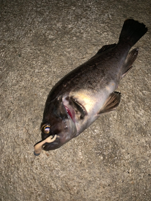 懲りずにまたまたライトロック