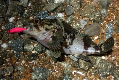 ライトロックプラッキング