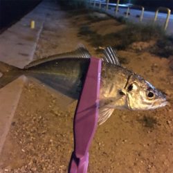 大阪湾奥アジング 舞洲で良型アジ