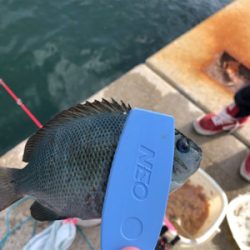 ボート釣りならず 泣