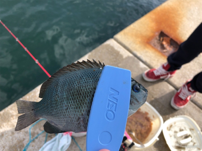 ボート釣りならず 泣