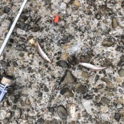 キス釣り楽しい！