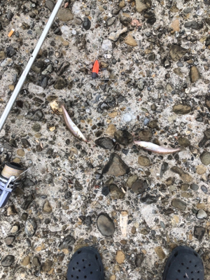 キス釣り楽しい！