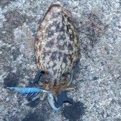 春アオリを求めて