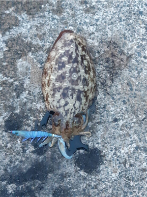 春アオリを求めて