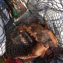 また出た!!モンスターアコウ!!マイボートで丹後タイラバ釣行