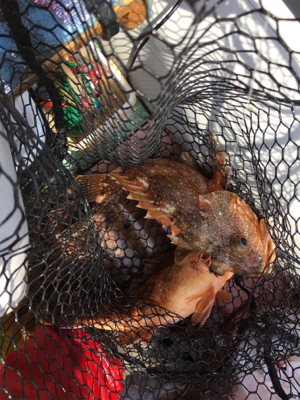 また出た!!モンスターアコウ!!マイボートで丹後タイラバ釣行